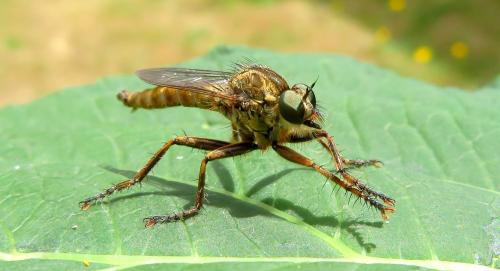 Tolmerus atricapillus